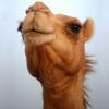 KSI Camel 7